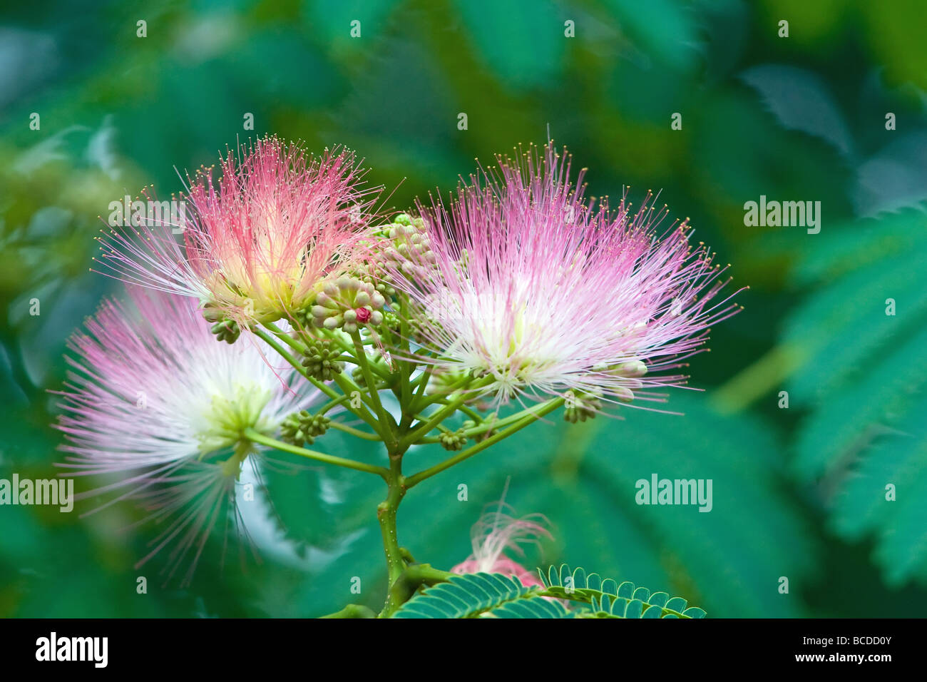 “Mimosa tree” “Albizia julibrissin” Stock Photo