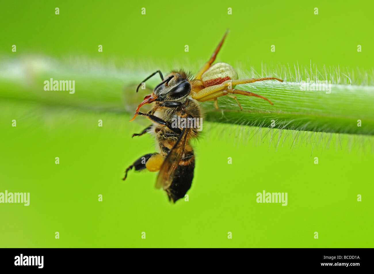 crab spider eating a bee Stock Photo Alamy