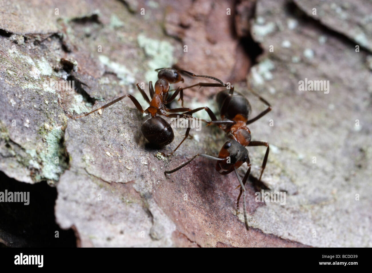 Formica rufa, the southern wood ant or horse ant. Two ants meet and say hello. Stock Photo