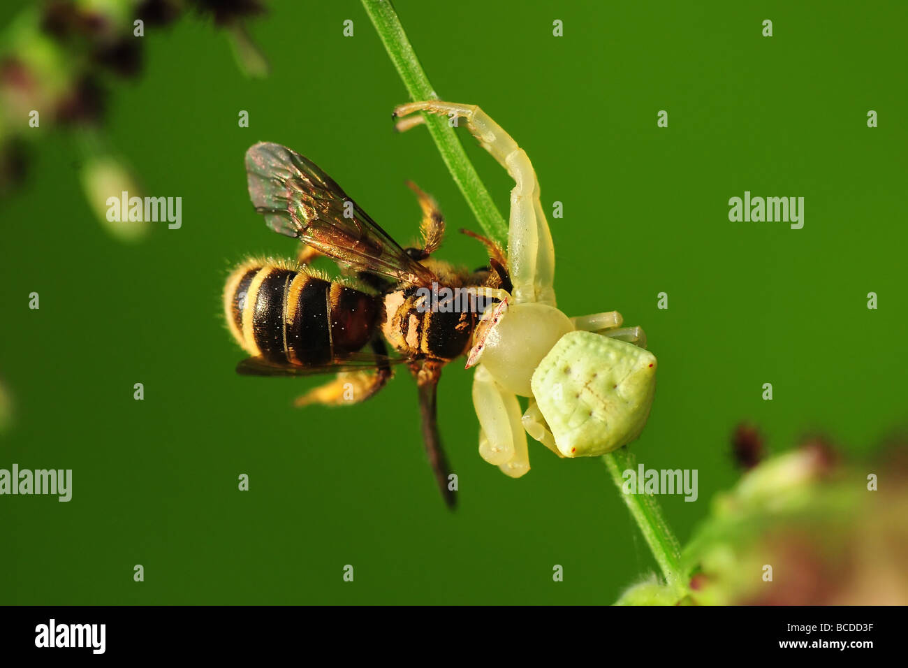 crab spider eating a bee Stock Photo Alamy