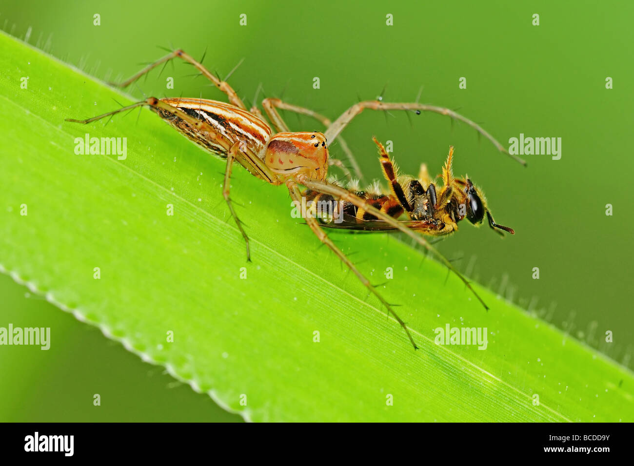 lynx spider eating a bee Stock Photo
