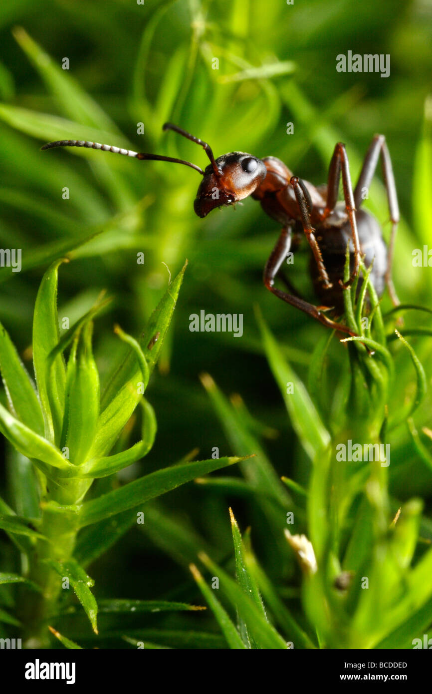 Formica rufa, the southern wood ant or horse ant, clinging to some moss Stock Photo