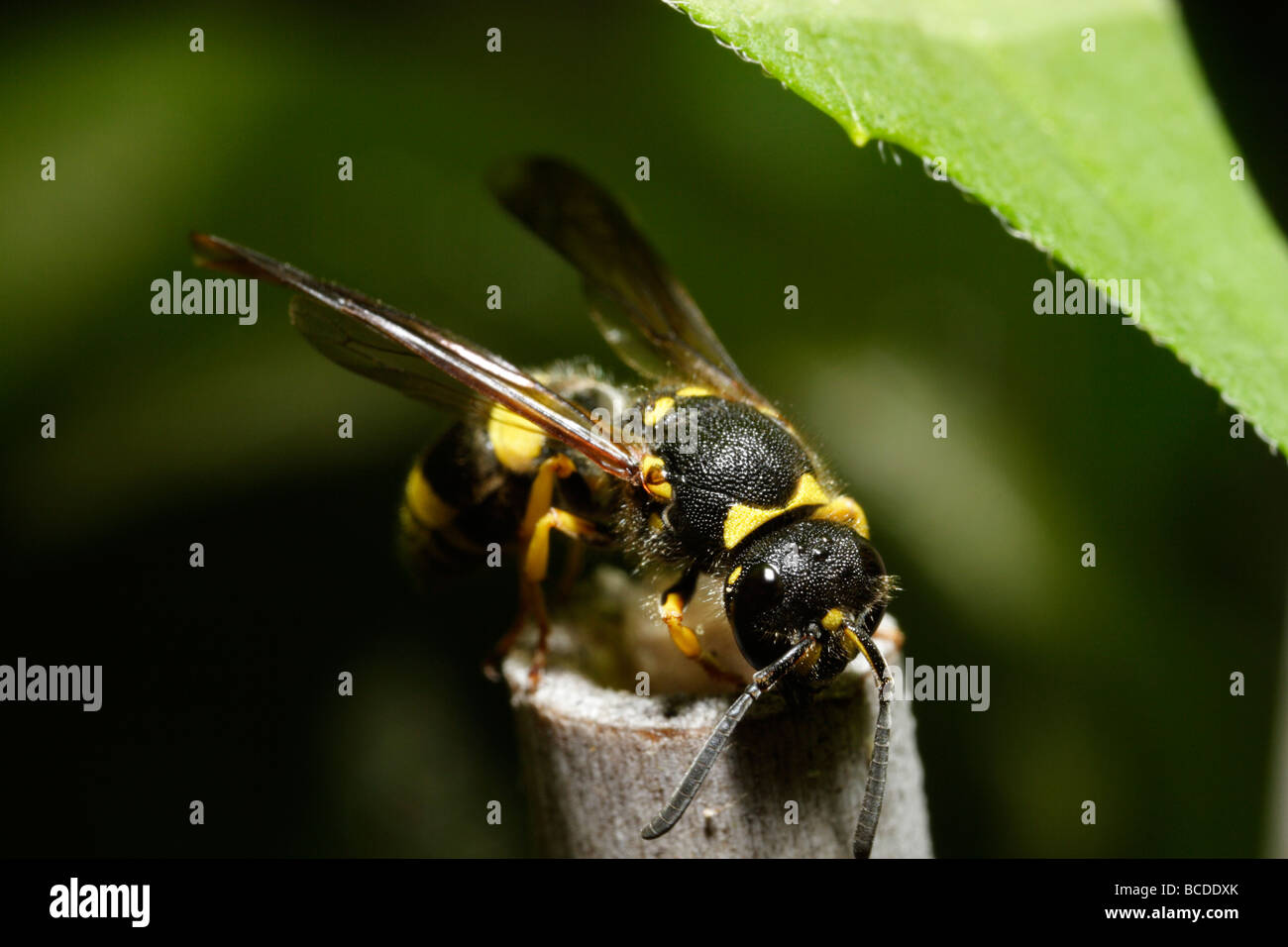 Ancistrocerus nigricornis, a solitary wasp nesting in various cavities like bamboo. The larvae feed on caterpillars. Stock Photo