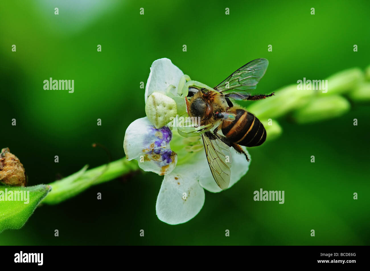 crab spider eating a bee Stock Photo Alamy