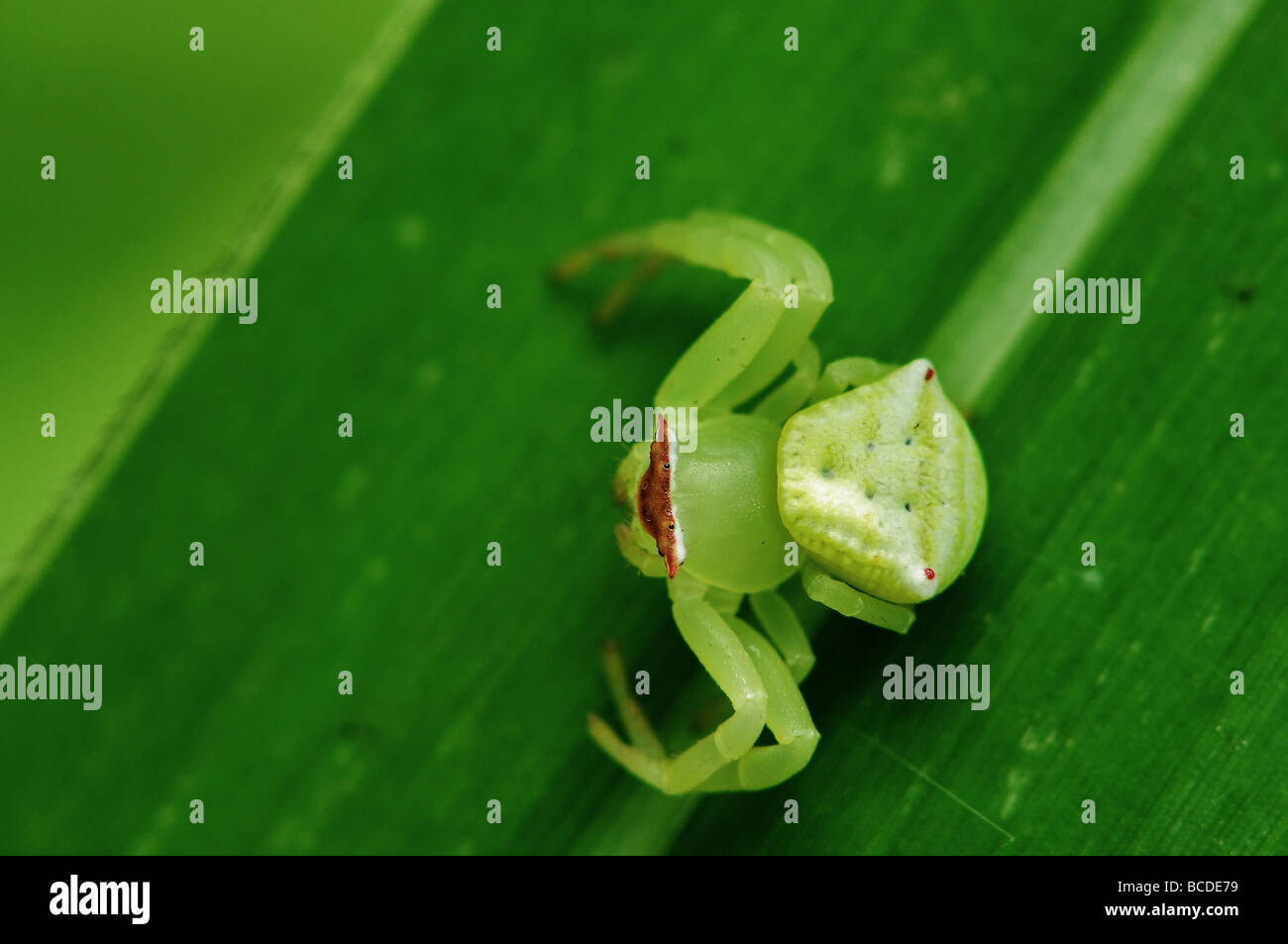 green crab spider in the parks Stock Photo
