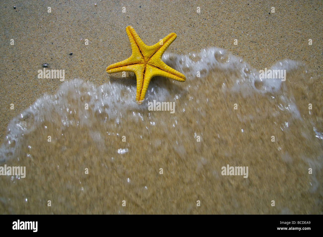 A starfish lays on the shore at a beach near St.Ives in Cornwall Stock Photo