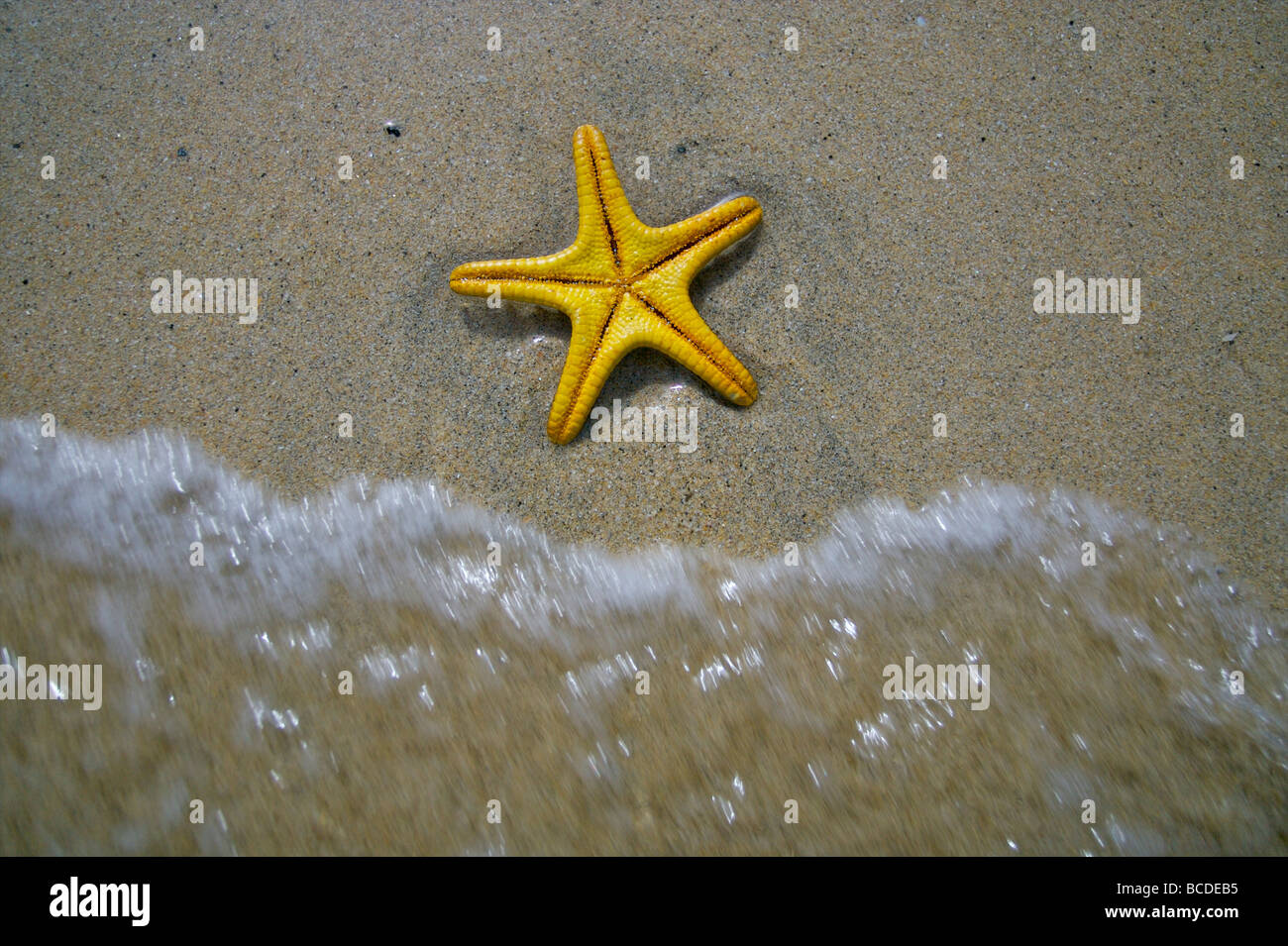 A starfish lays on the shoreline at a beach in Cornwall Stock Photo