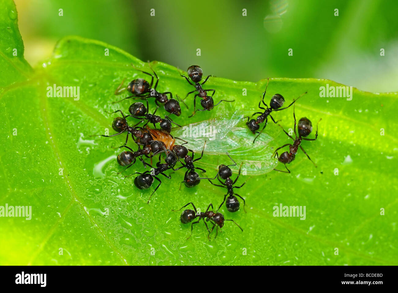 black ant eating an insect Stock Photo Alamy