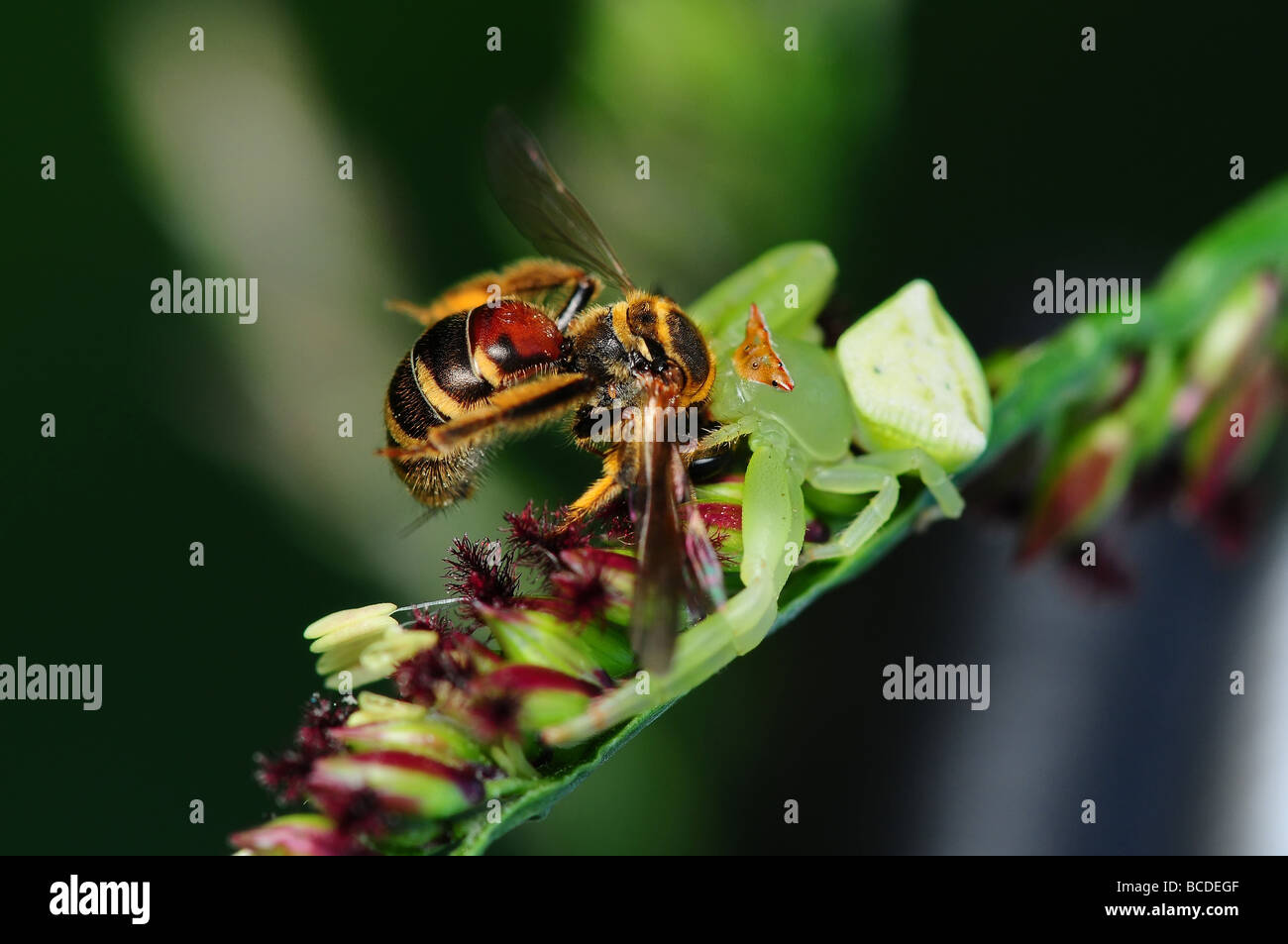 crab spider eating a bee Stock Photo Alamy