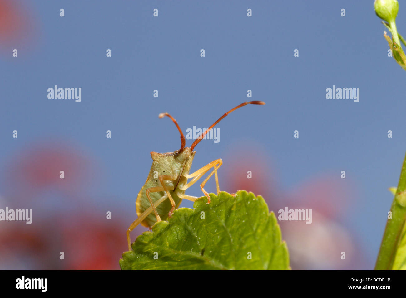A true bug of the Pentatomidae, shot against the blue sky. Stock Photo