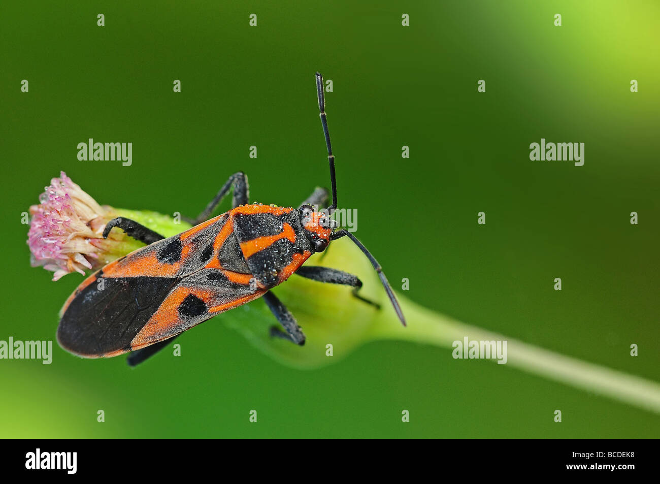 stink bug in the parks Stock Photo