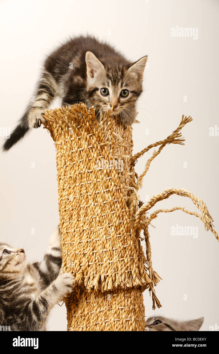 Stock photo of Kittens playing on a scratch pole Stock Photo Alamy