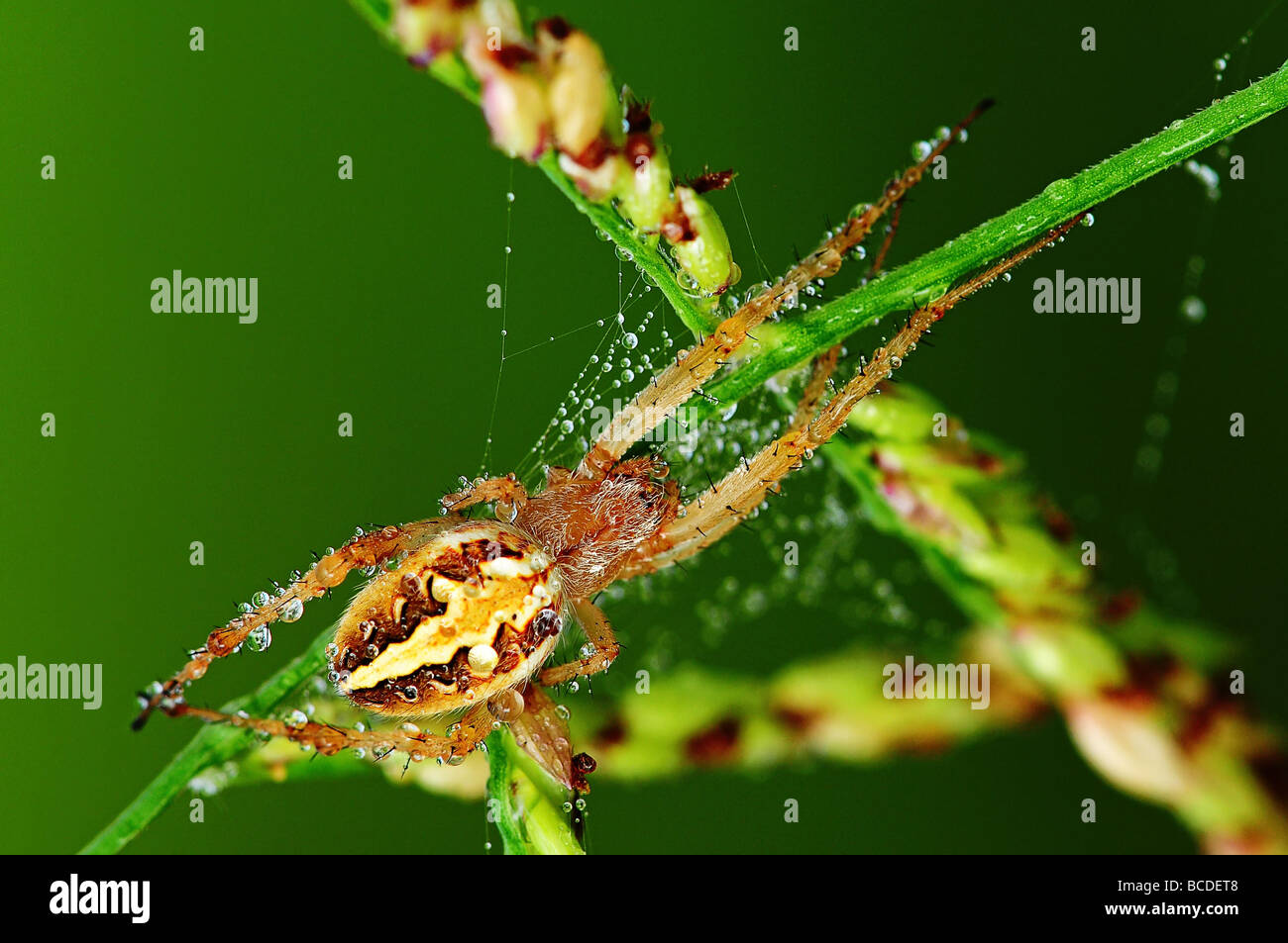 brown legged spider in the parks Stock Photo