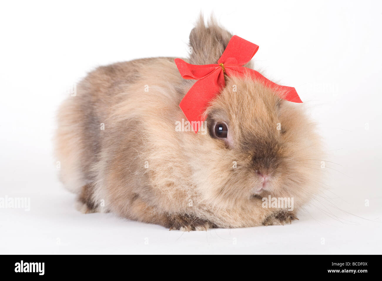 brown bunny with red bow tie isolated on white Stock Photo