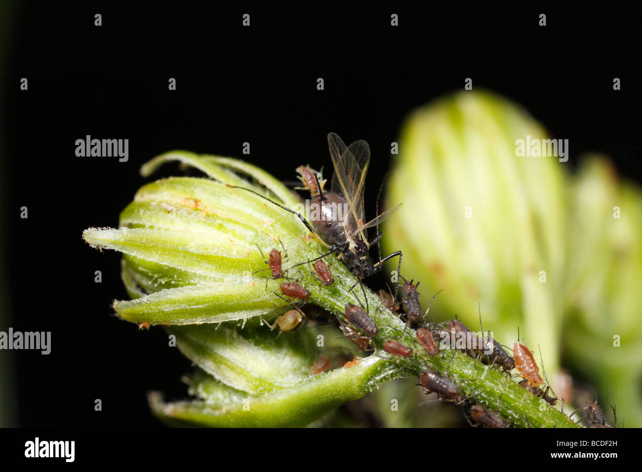 Aphid giving birth. These are probably aphids of the genus Uroleucon. Stock Photo