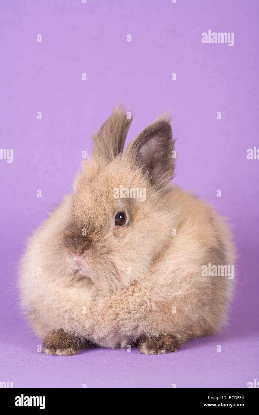 brown bunny isolated on purple background Stock Photo