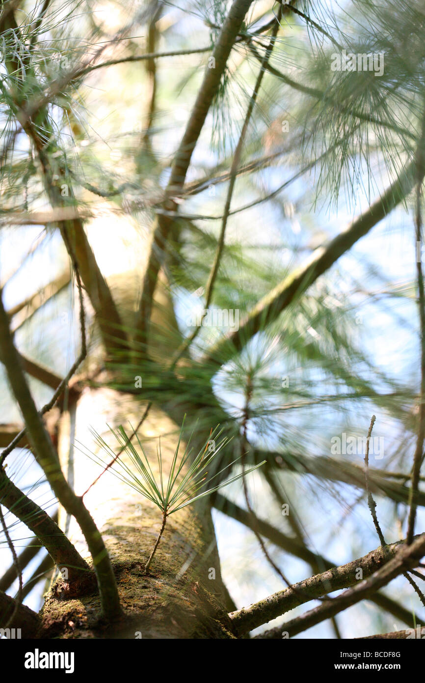 pinus wallichiania a stunning pine tree atmospheric JABP442 Stock Photo