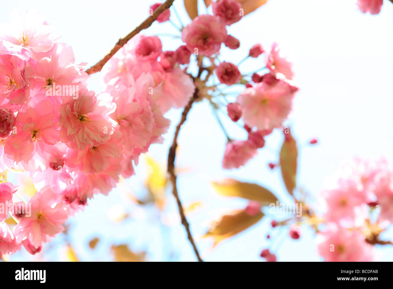 a taste of spring prunus cherry blossom fine art photography Jane Ann