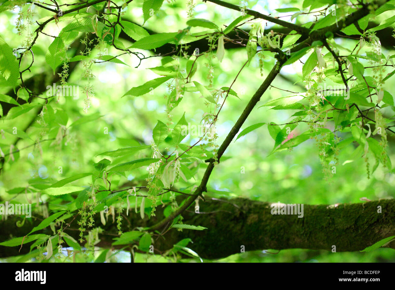 acer carpinifolium hornbeam maple native to japan fine art photography Jane-Ann Butler Photography JABP448 Stock Photo