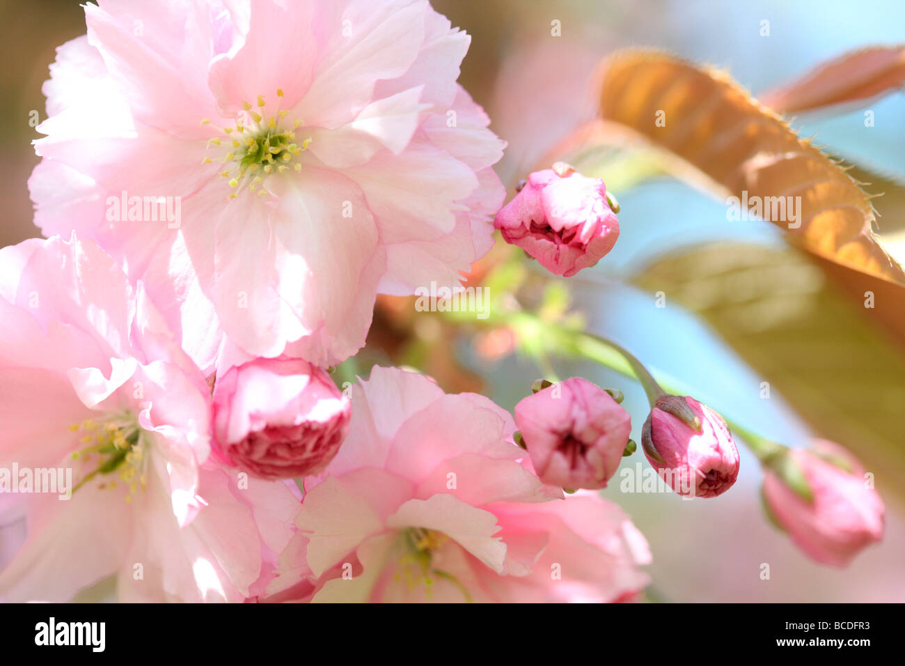 a taste of spring prunus cherry blossom fine art photography Jane Ann