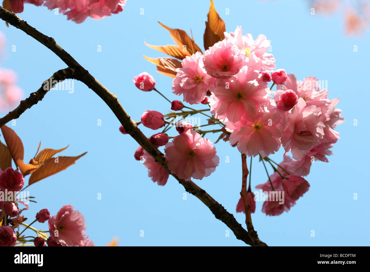 a taste of spring prunus cherry blossom fine art photography Jane Ann