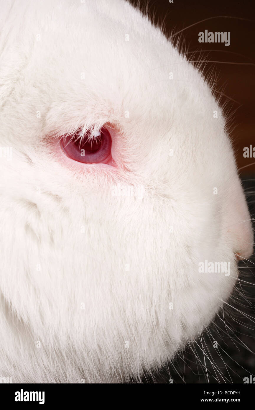 Cute bunny closing eyes Stock Photos - Page 1 : Masterfile