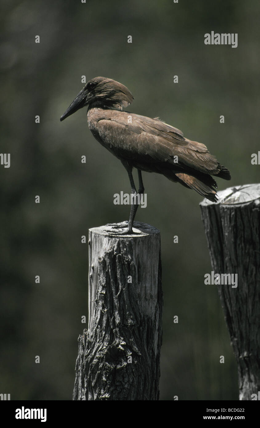 The unusual head shape of a Hammerkop roosting on an old fence post. Stock Photo