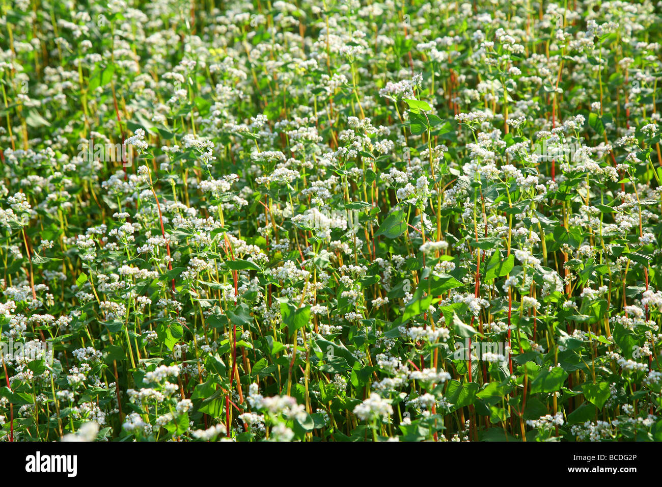 field of buckwheat Stock Photo