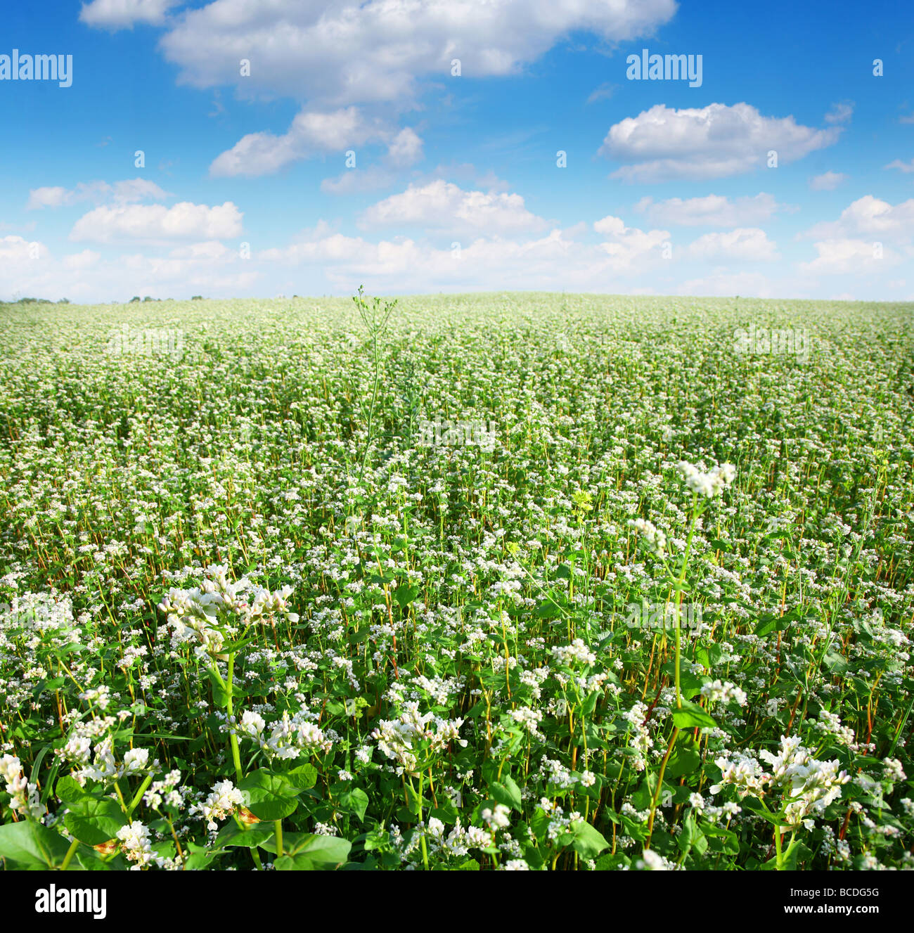 Flowers of buckwheat Stock Photo Alamy