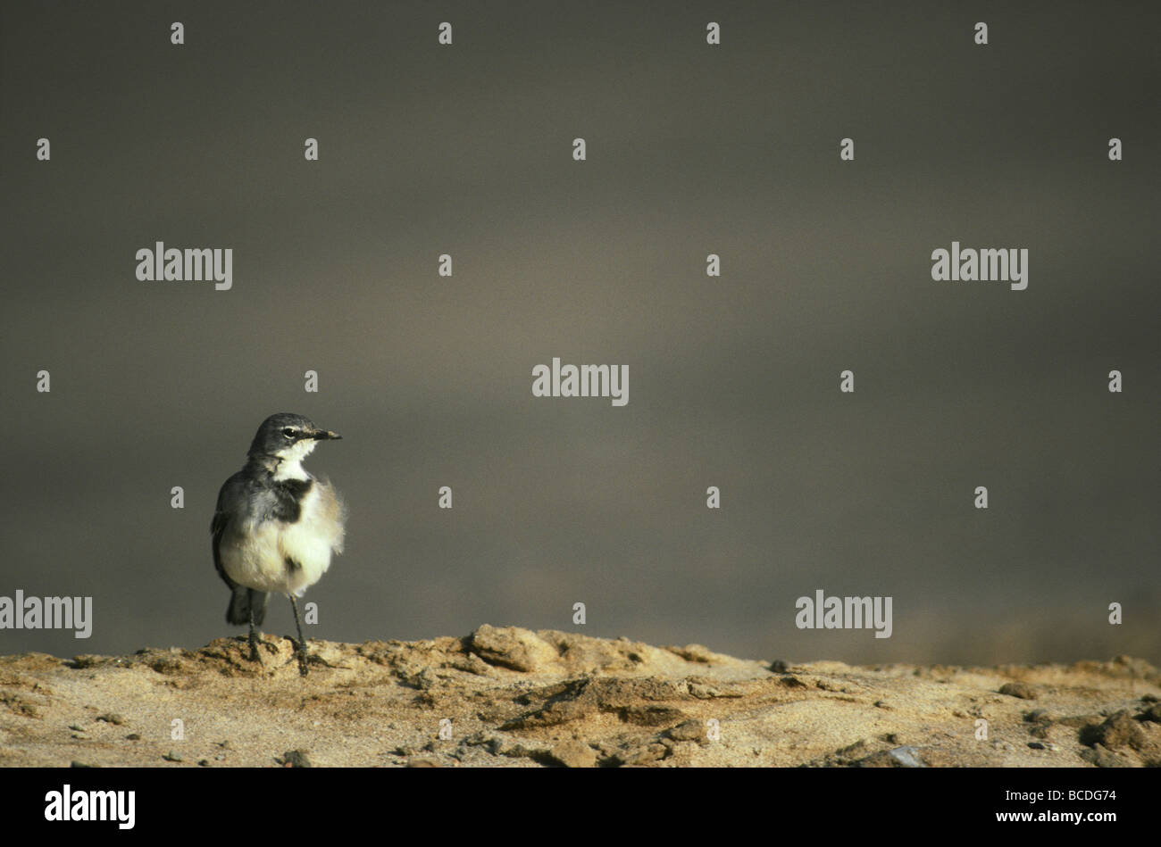 A wind blown Cape Wagtail searches for insects on a coastal sand dune. Stock Photo