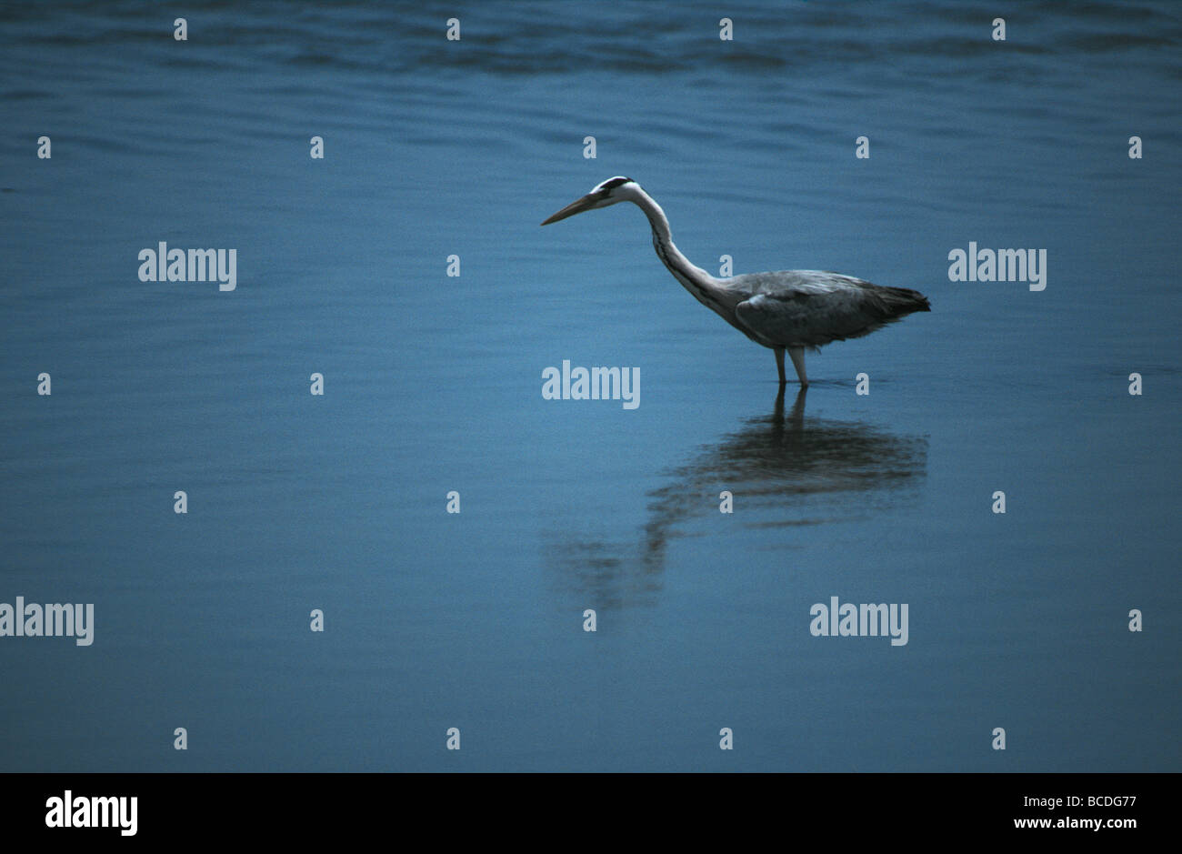An elegant Grey Heron patiently hunts for fish in a tidal pool. Stock Photo