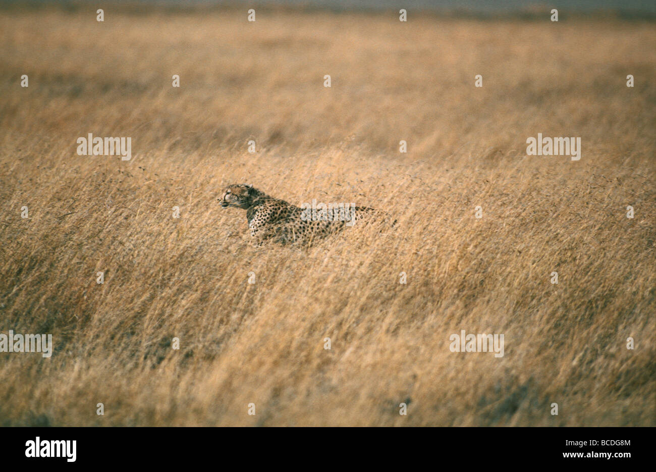 A lithe Cheetah prowls the savannah grasslands searching for prey. Stock Photo