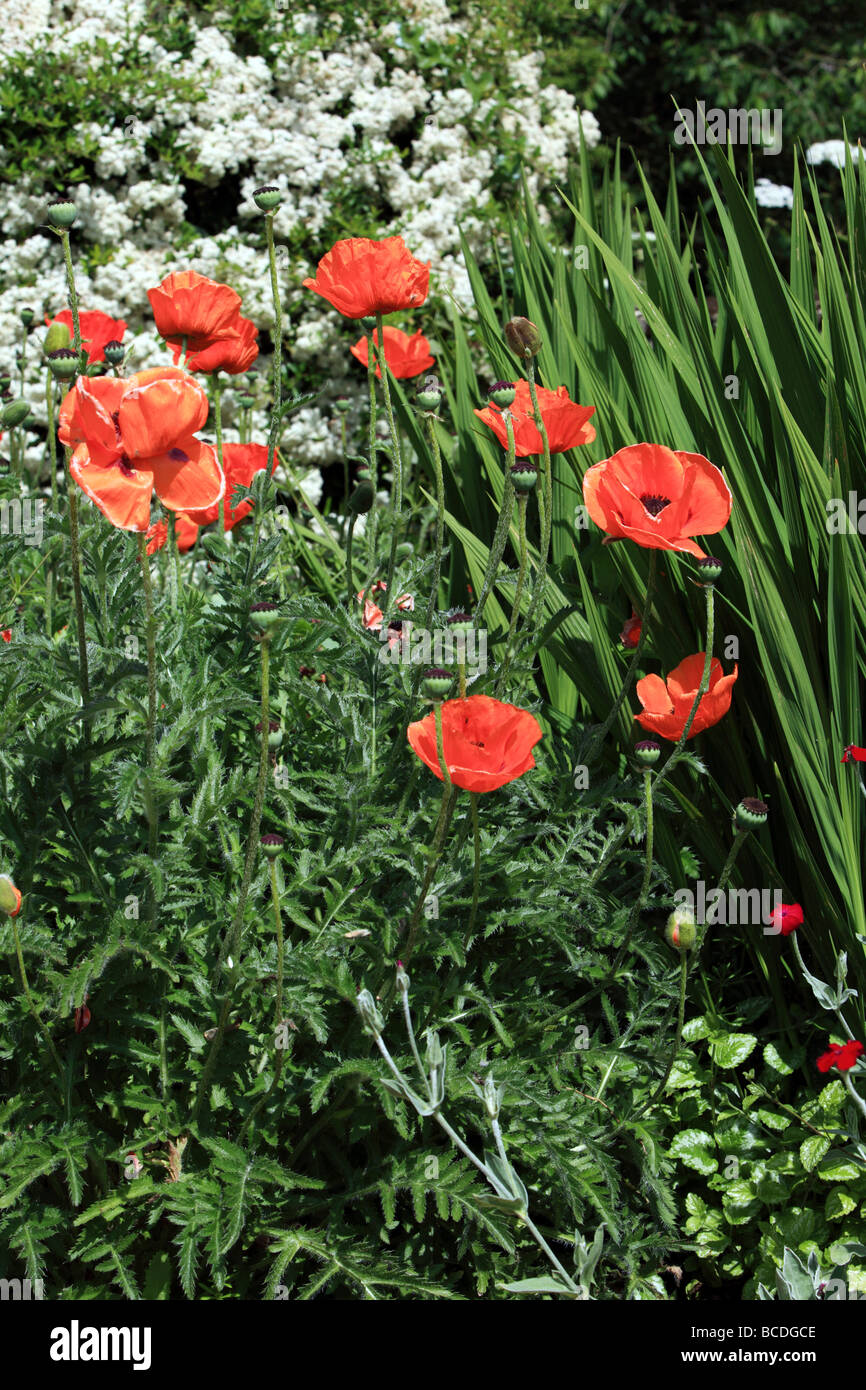 an-english-country-garden-in-summer-stock-photo-alamy