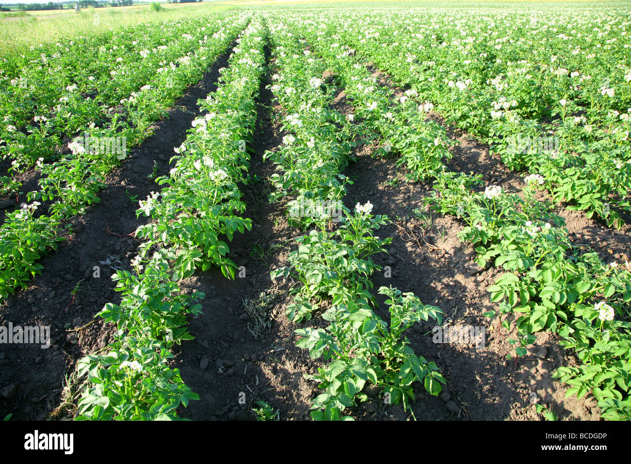 bushes of potato are in the field Stock Photo