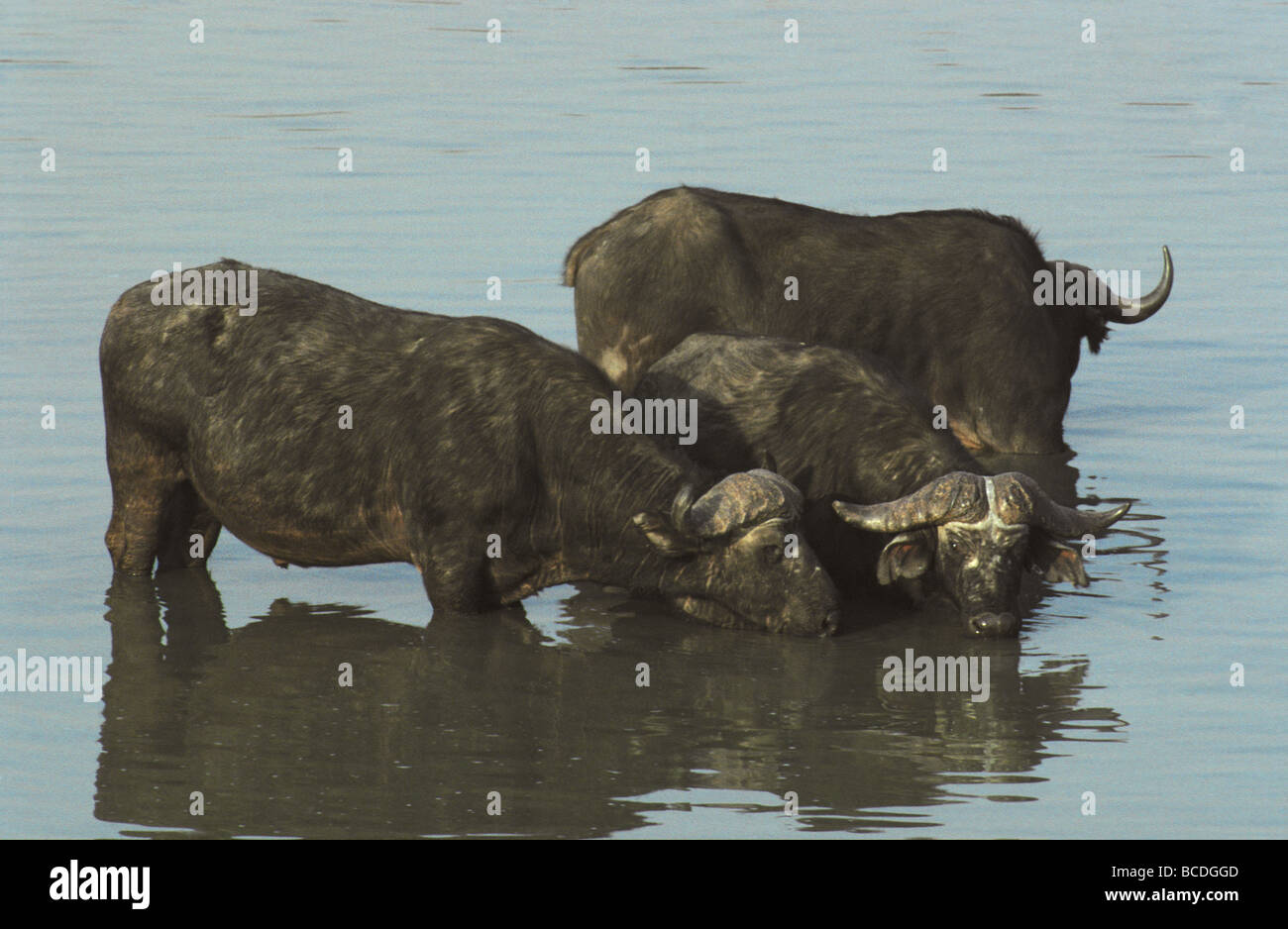 An elderly group of thirsty Cape Buffalo  drink in a waterhole. Stock Photo