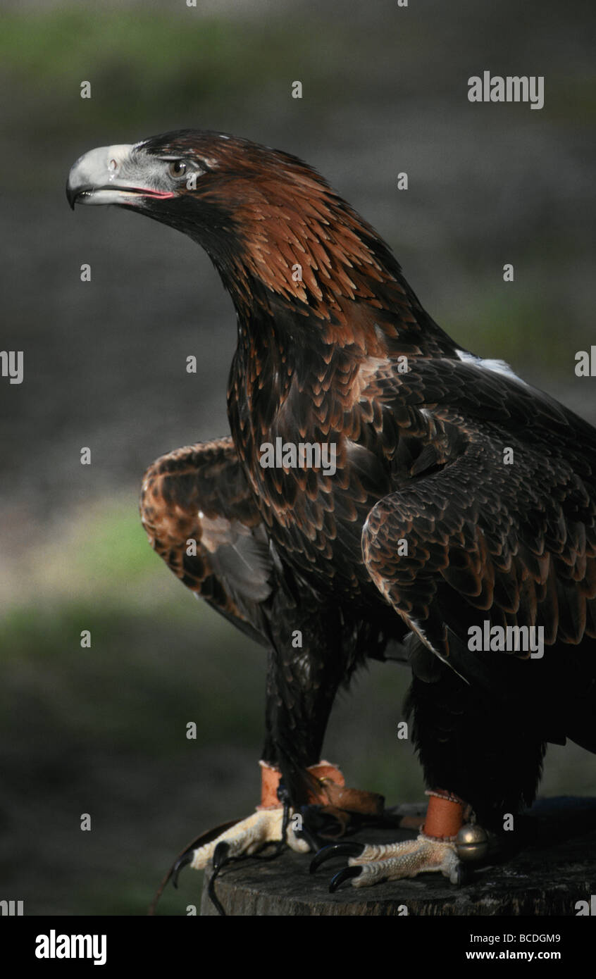 Portrait of a grand, majestic Wedge-tailed Eagle, held captive. Stock Photo