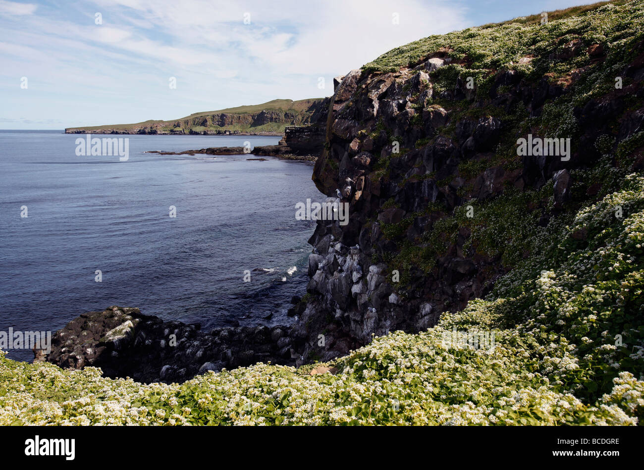 Sea cliffs, Grímsey Island on the Arctic Circle, Iceland Stock Photo