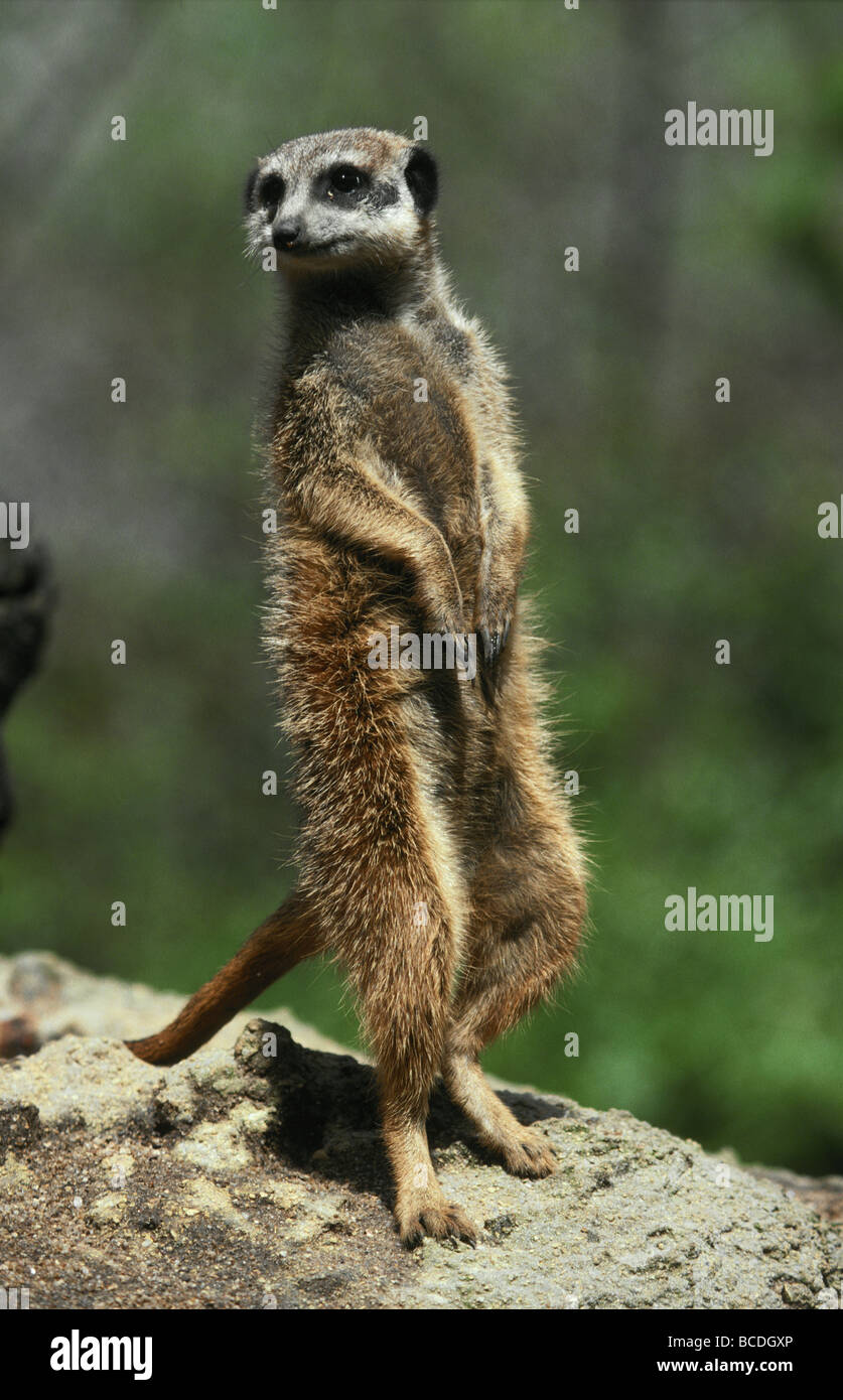 A Meerkat alert and proud surveys it's territory for predators. Stock Photo