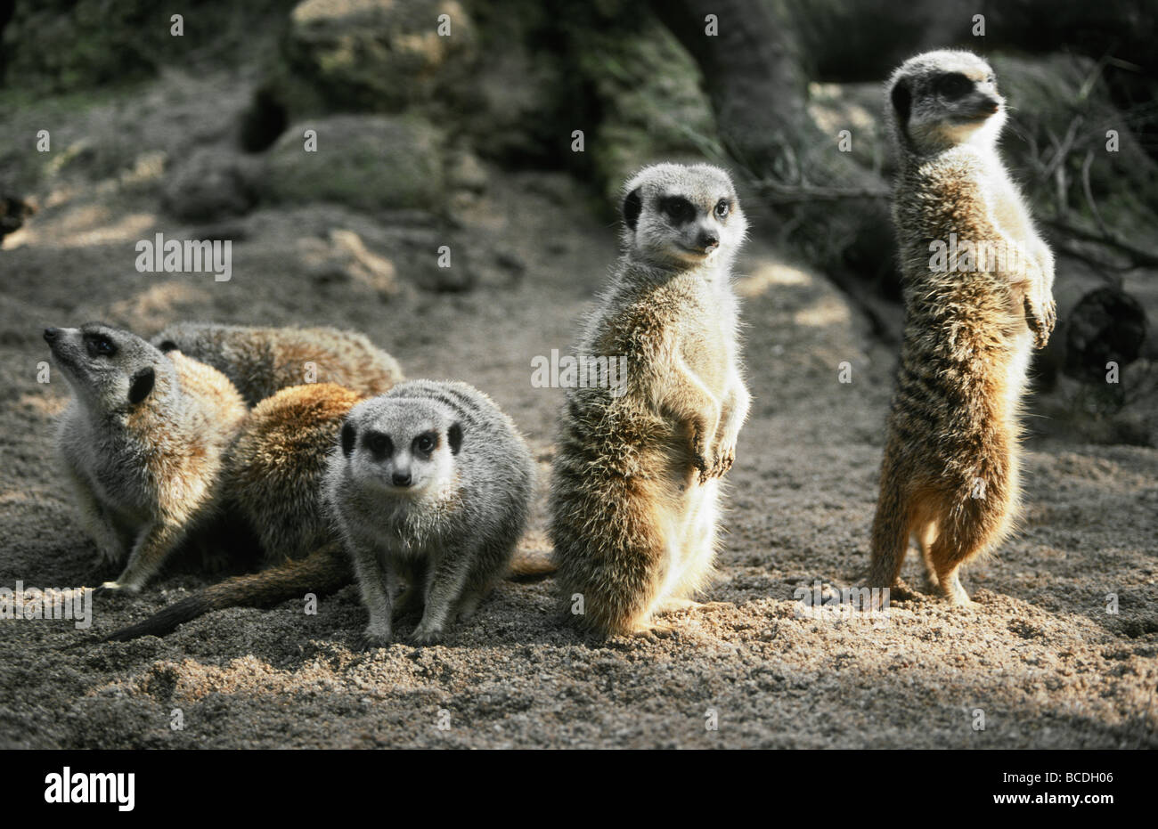 A Meerkat alert and proud surveys it's territory for predators. Stock Photo
