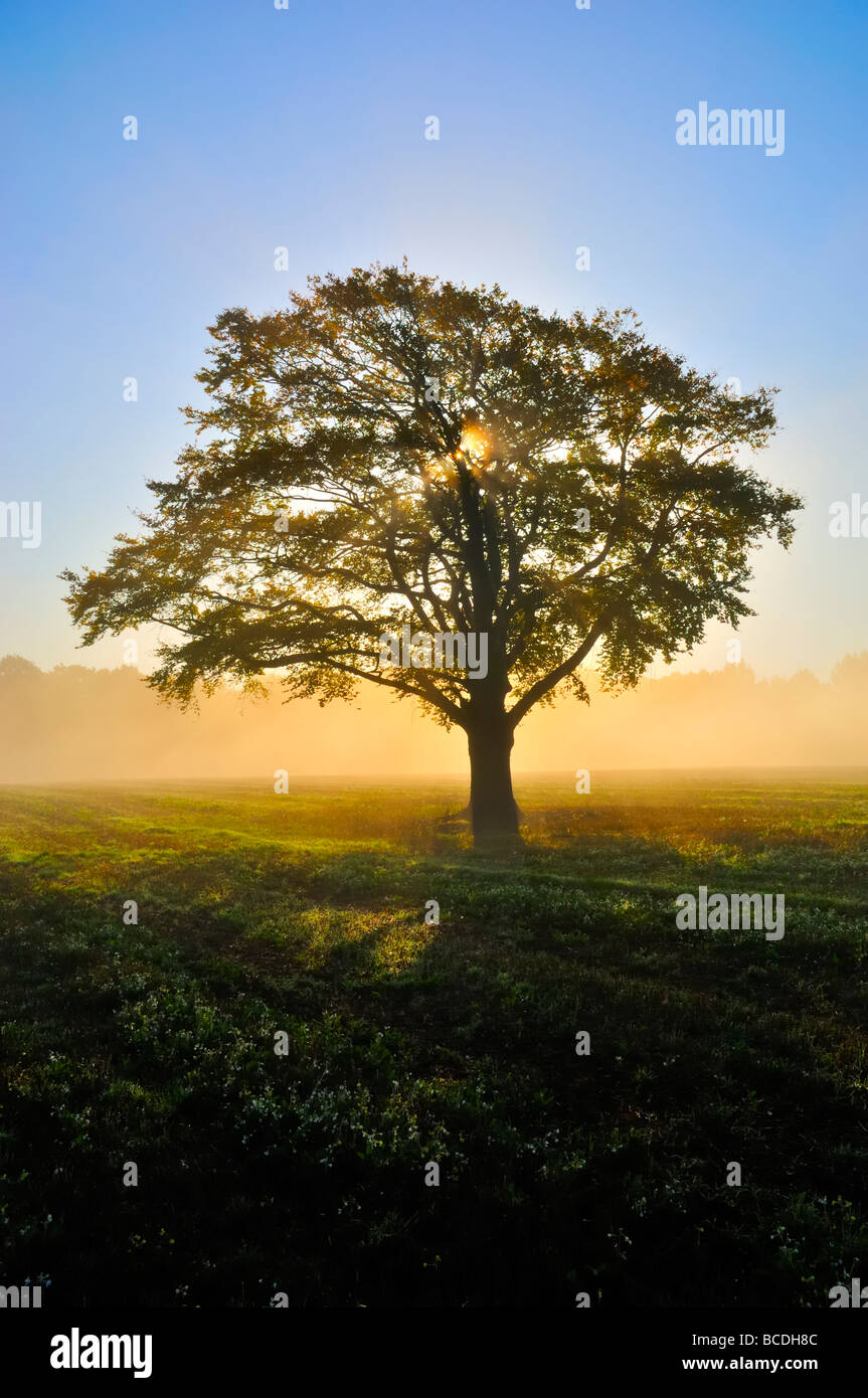 tree misty morning kent england uk Stock Photo