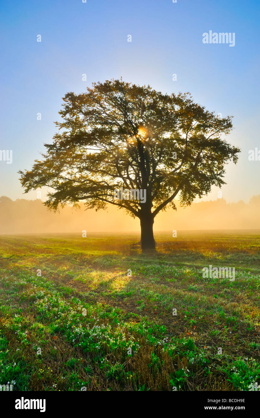 tree misty morning kent england uk Stock Photo