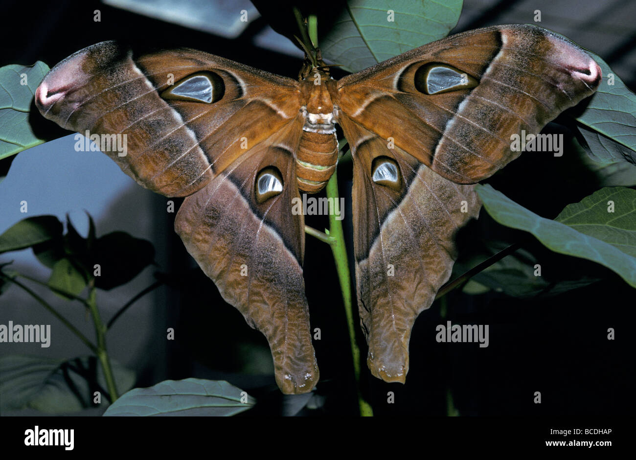 A beautiful female Atlas Moth, the largest moth in the world Stock