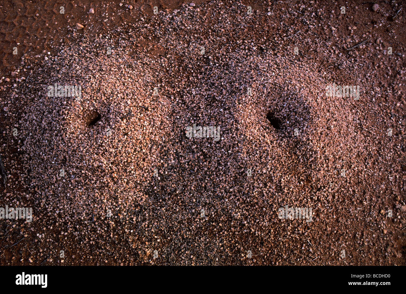 Dangerous Ant nest hole mounds, stripped of vegetation. Stock Photo
