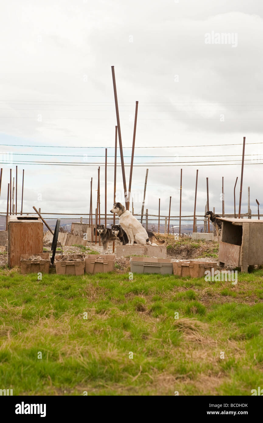 SLED DOGS IN A KENNEL TELLER ALASKA Stock Photo - Alamy