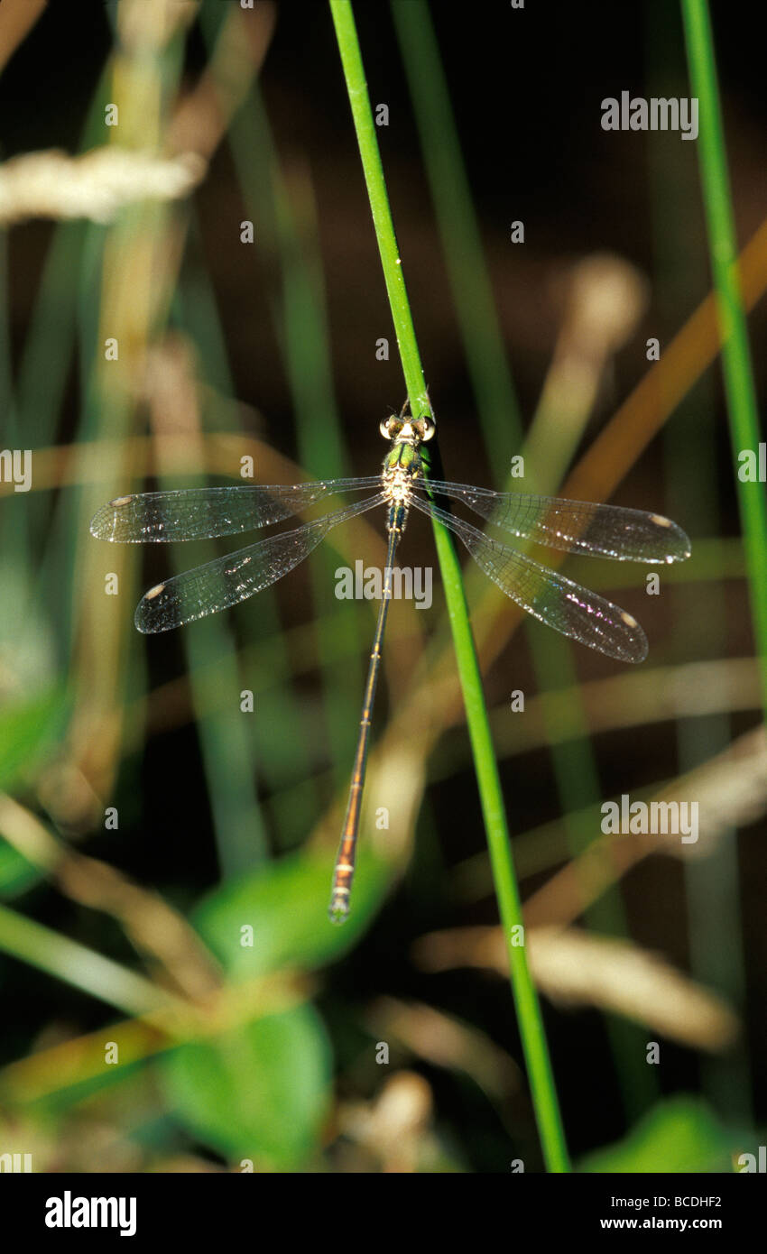 A Dragonfly with transparent wings sunning itself on a reed stem. Stock Photo