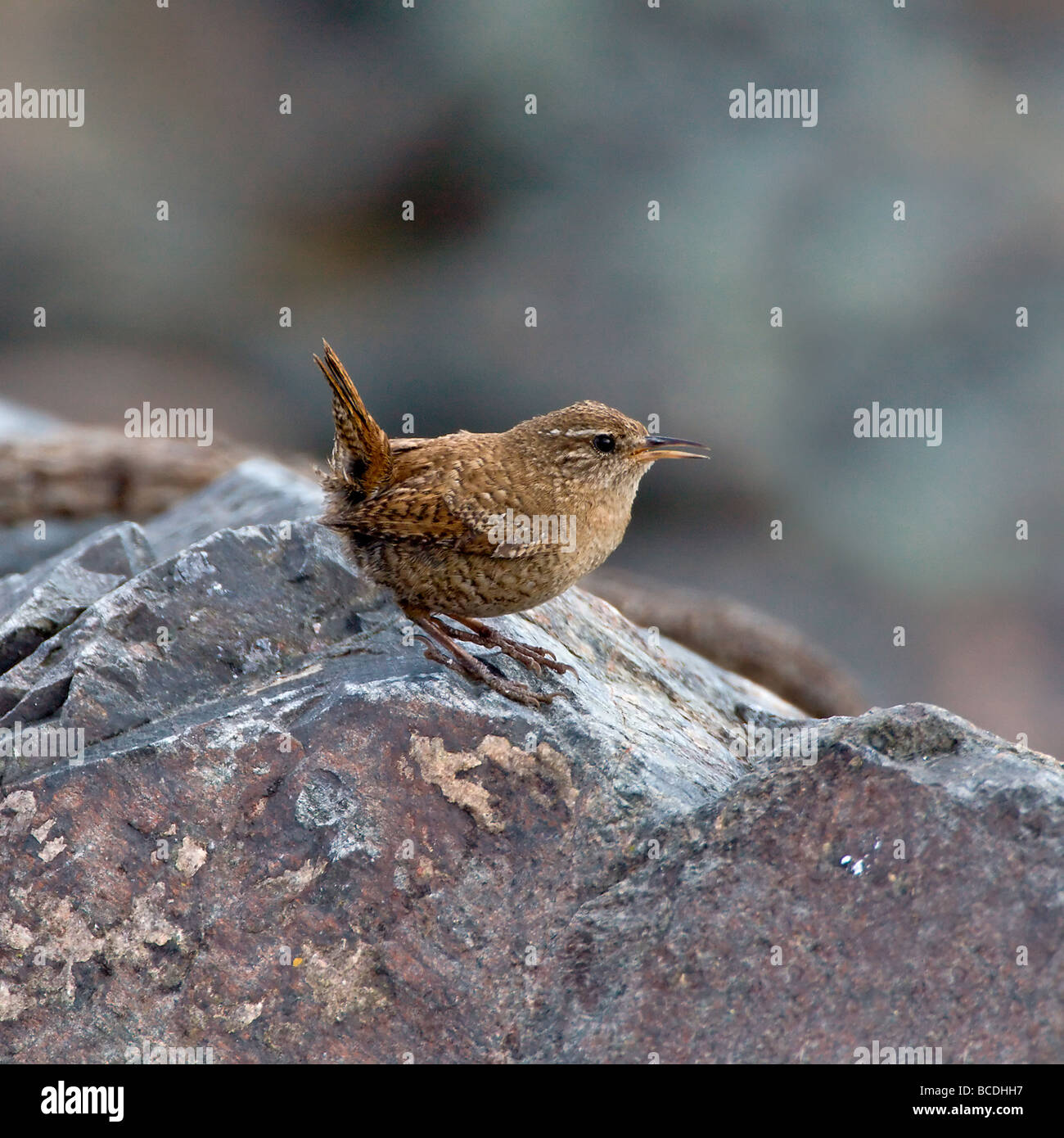 Shetland Wren on rock Stock Photo