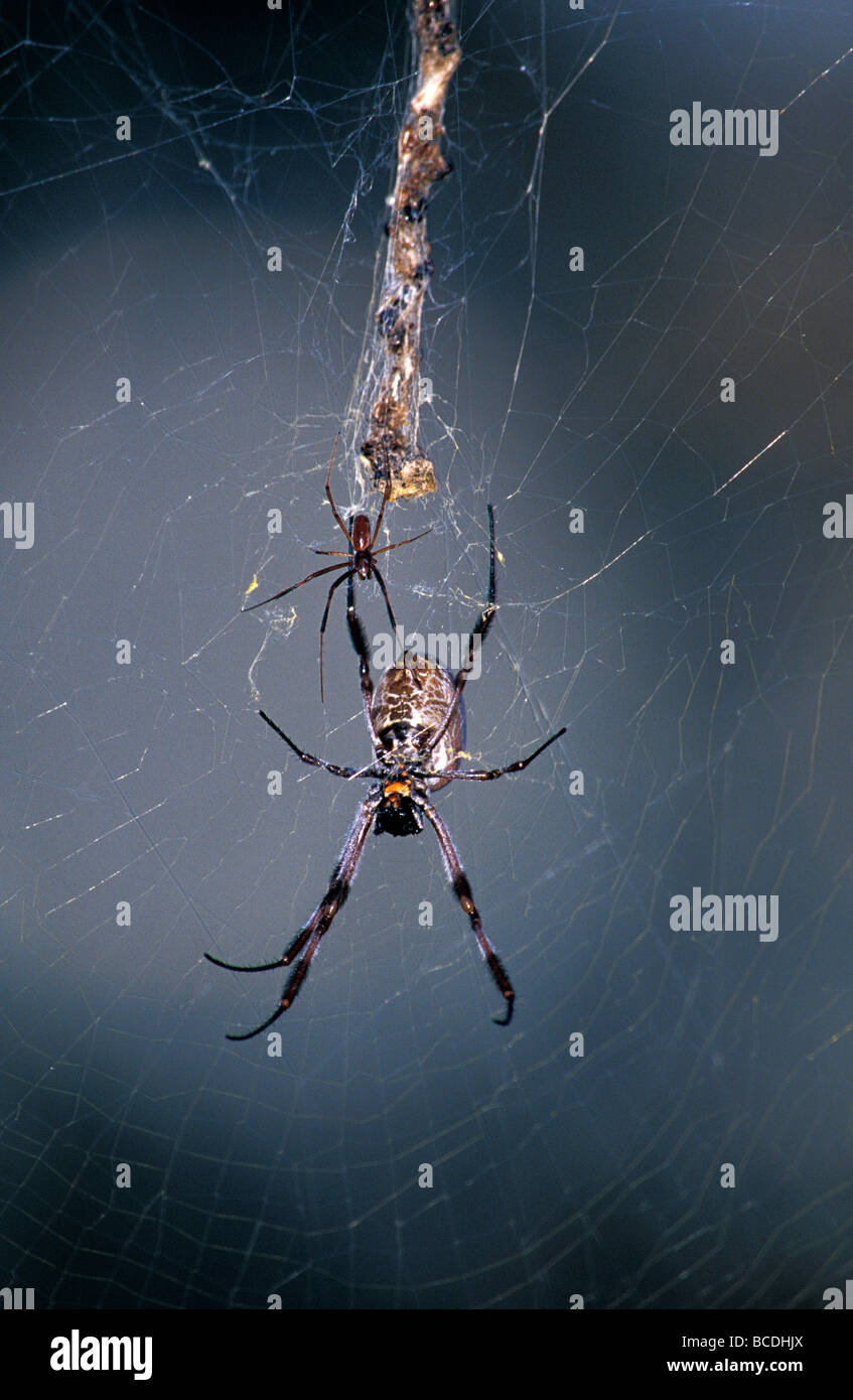 A male and female Orb Weaving Spider hang together on a huge web. Stock Photo