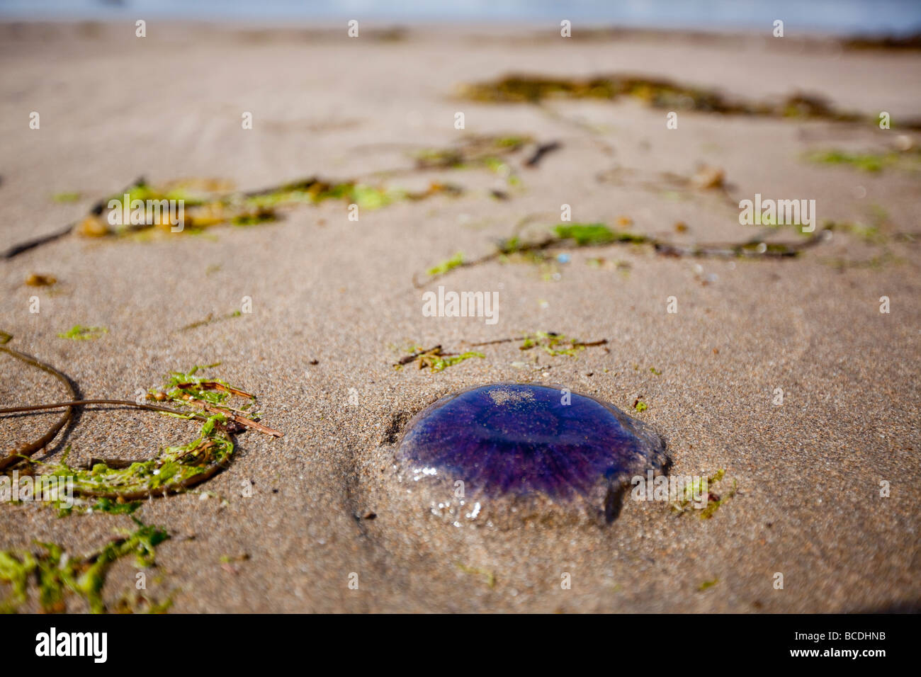 Purple Jellyfish Washed Up On The Beach At Whitsand Bay In Cornwall Stock Photo Alamy Purple Jellyfish Washed Up On The Beach At Whitsand Bay In Cornwall Stock Photo Alamy
