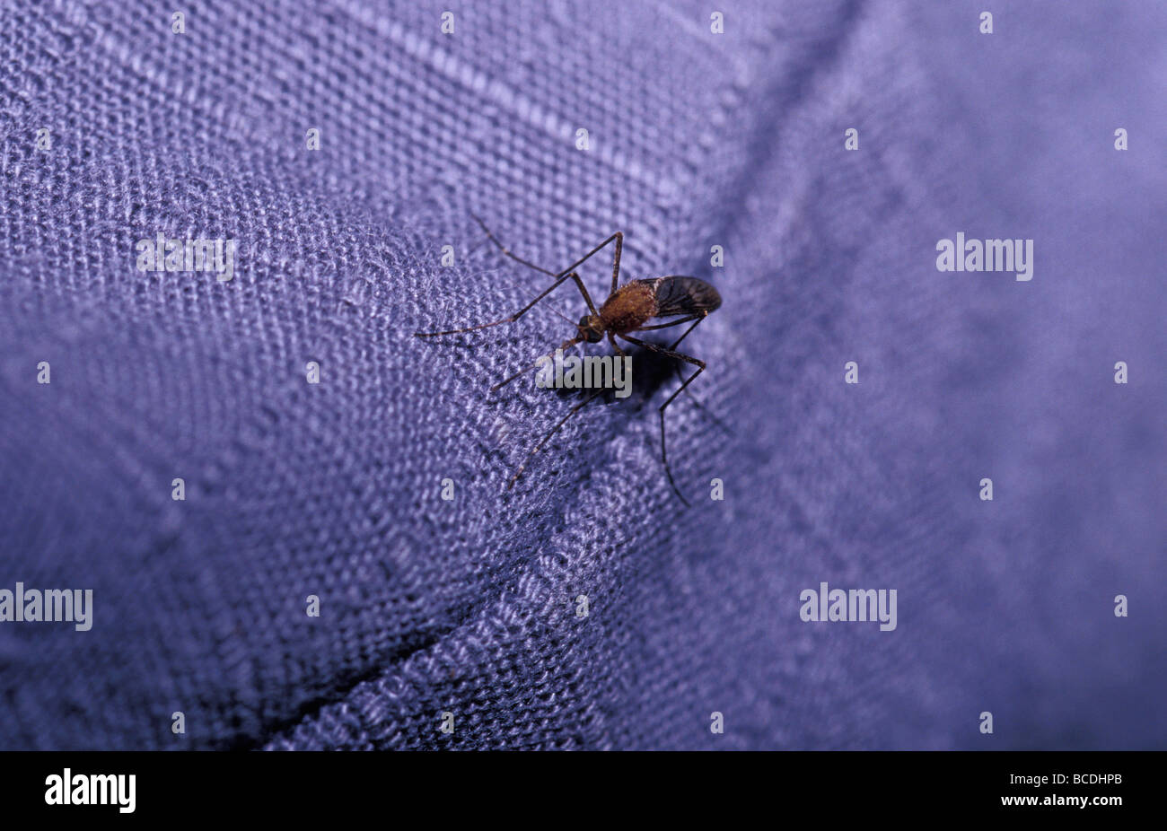 A pesky blood sucking Mosquito attempts to bite through clothing. Stock Photo