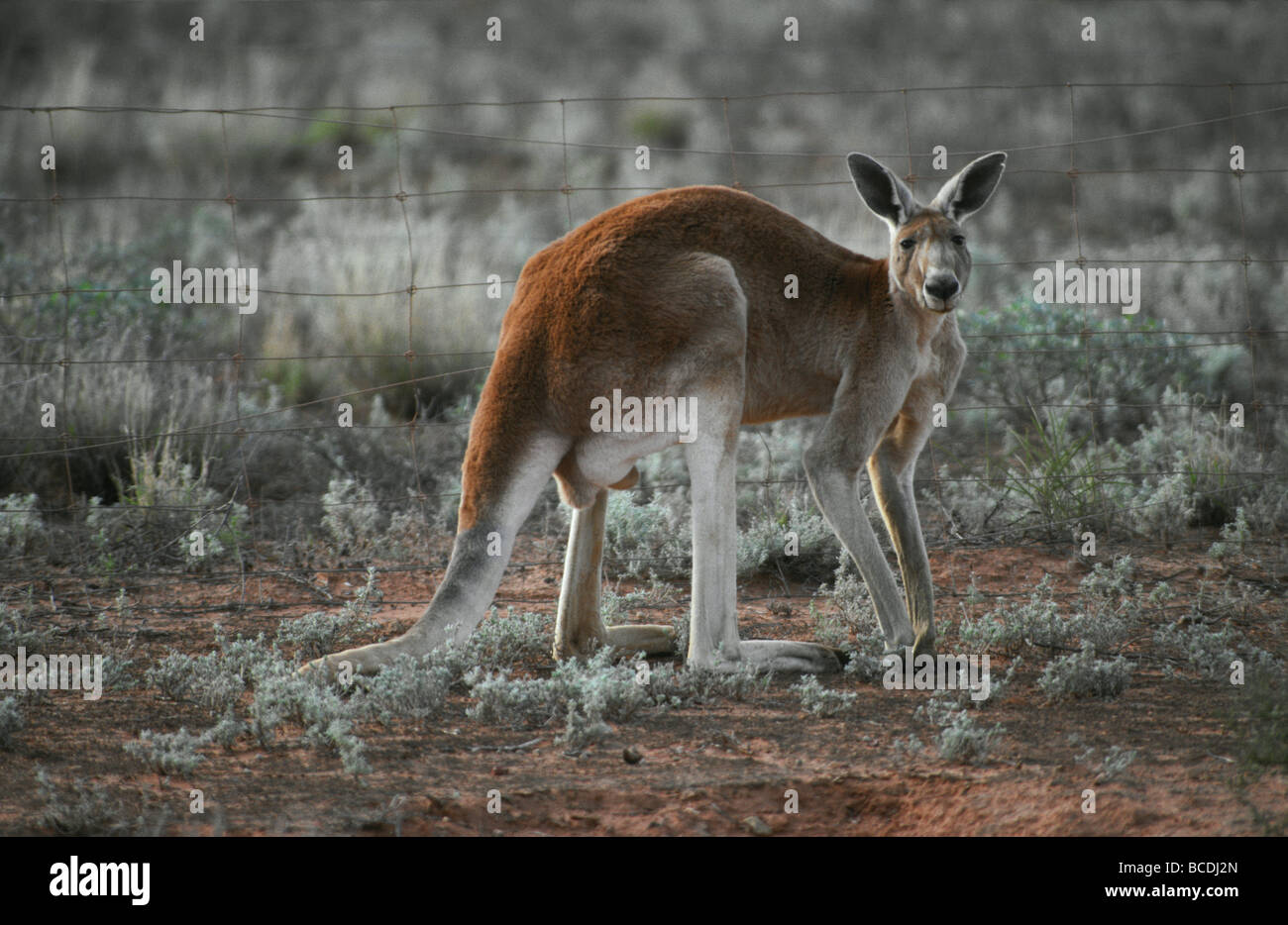 A male Red Kangaroo against a wire cattle fence on a farm. Stock Photo